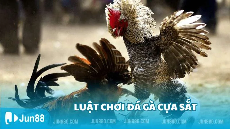 Luật chơi đá gà cựa sắt phổ biến