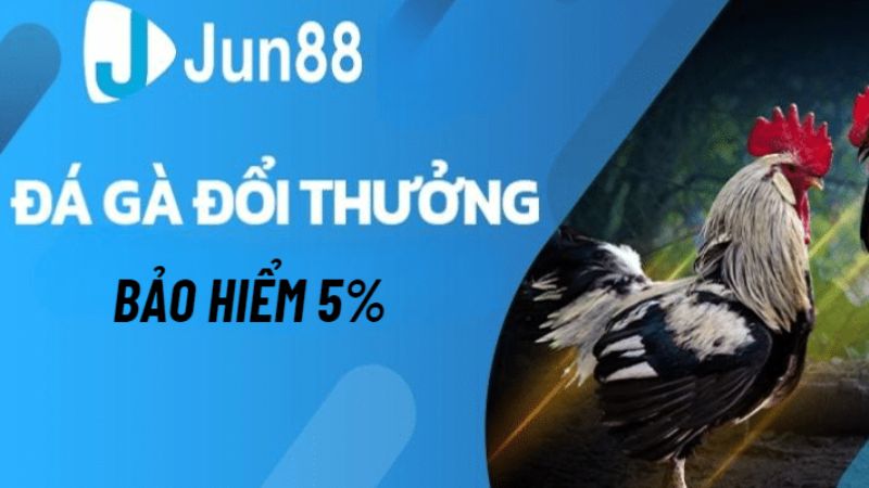 Bảo hiểm thua đá gà Jun88 lên đến 5% cho người chơi