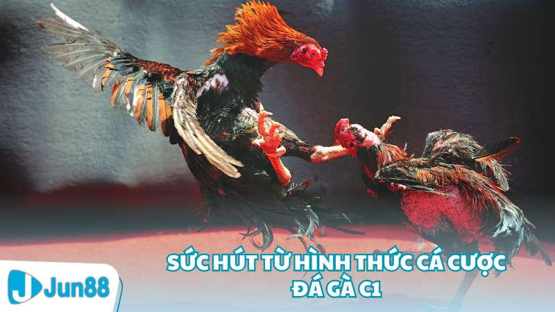 Sức hút từ hình thức cá cược đá gà C1